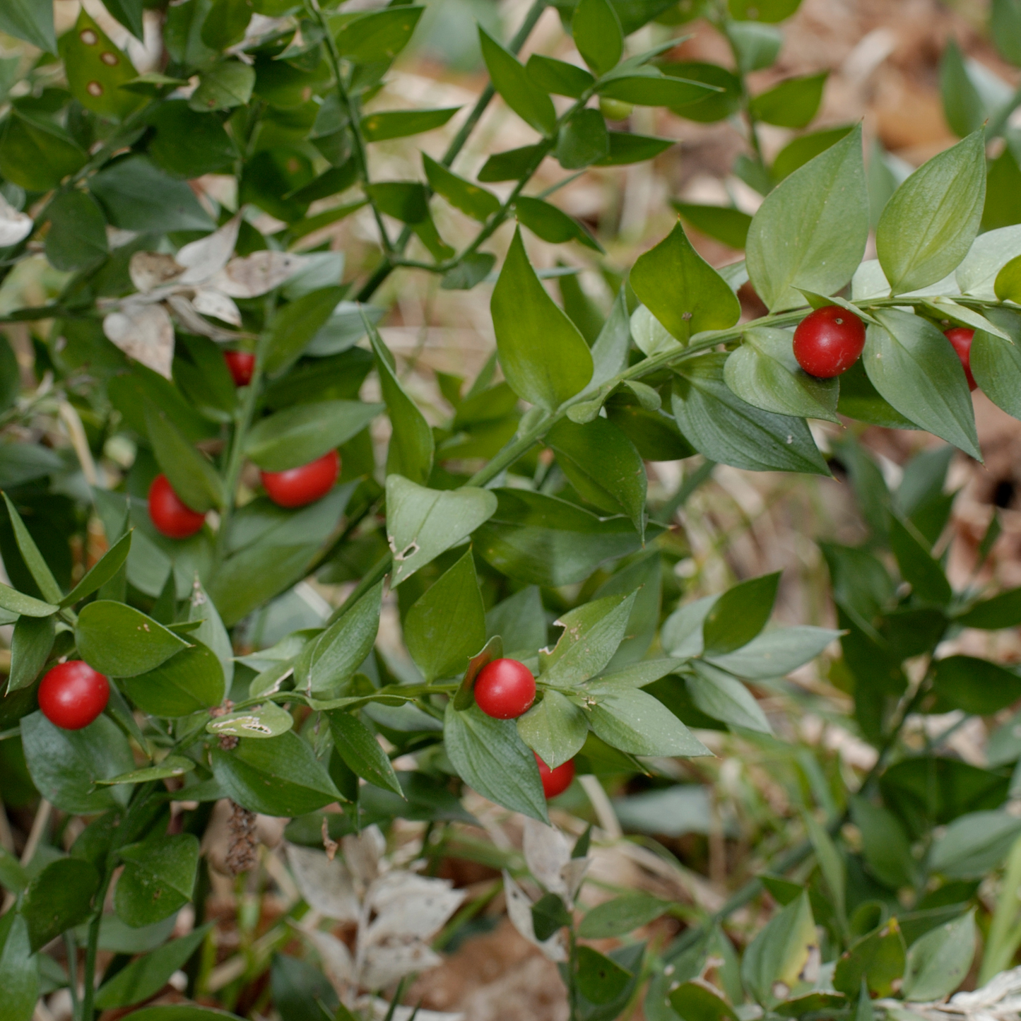 Witchy Pooh's Butcher's Broom Root Dried Strengthen Psychic Abilities, and Grounding