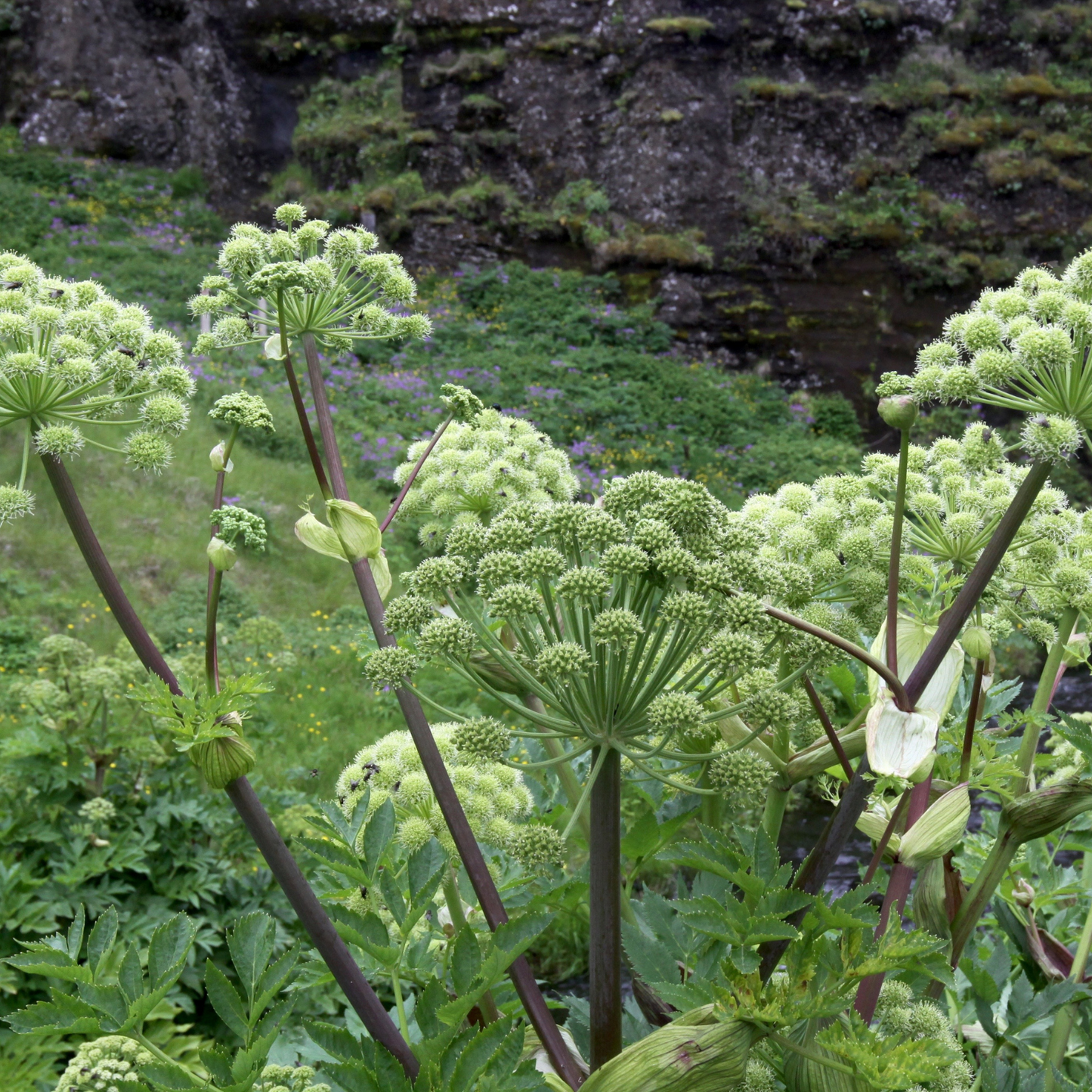 Witchy Pooh's Angelica Root to Invigorate Your Spirit and Shield Against Psychic Attacks