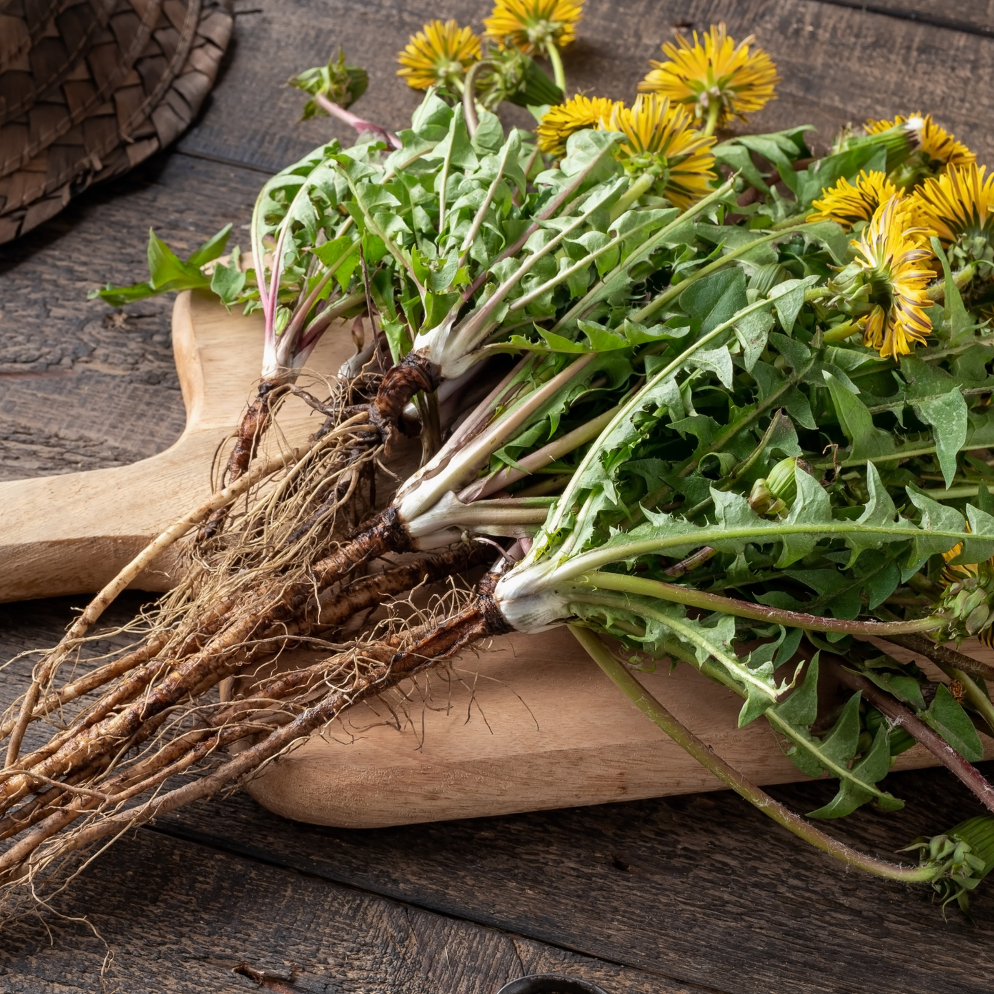 Witchy Pooh's Dandelion Root Loose Leaf Herbal Tea for Purification Rituals and Healing Ceremonies