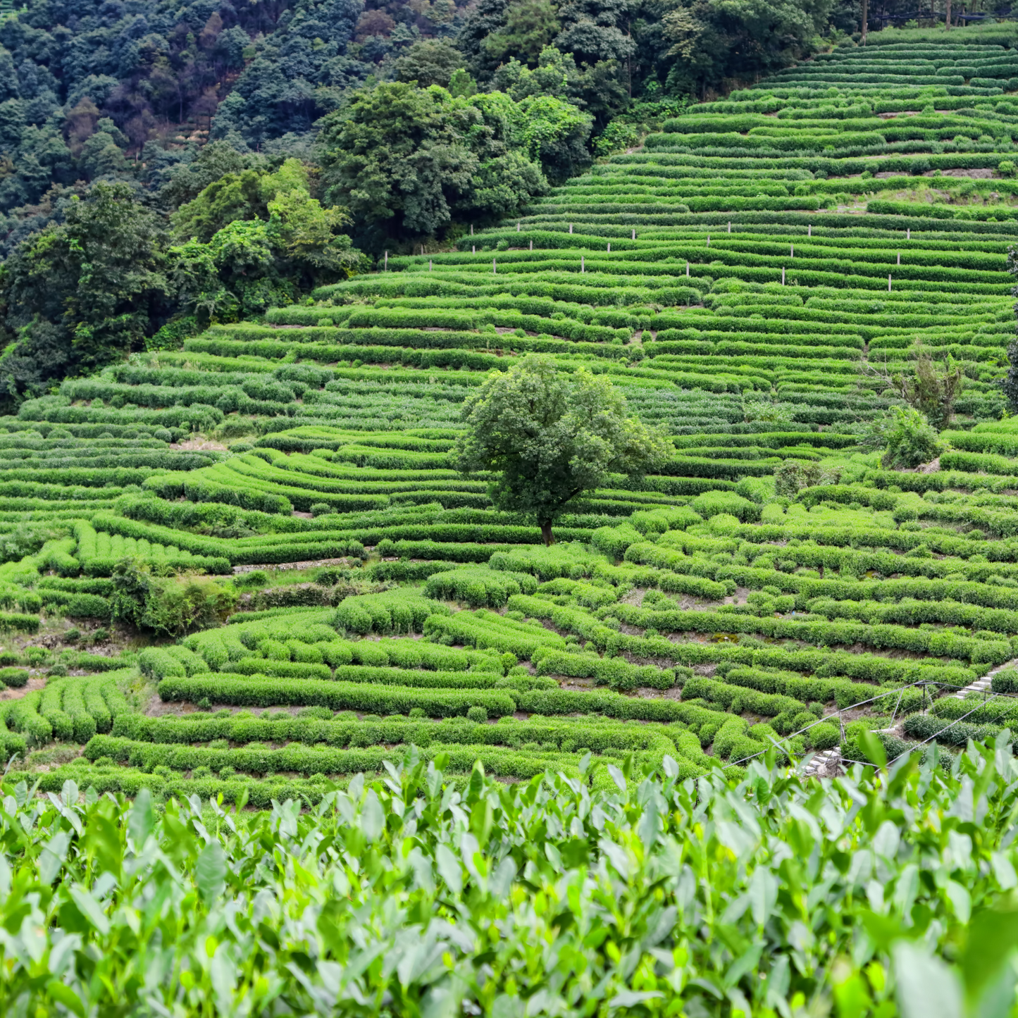 Witchy Pooh's Dragon Well Longjing Loose Leaf Green Tea for Monastic Rituals High Caffeine Equal to a Cup of Coffee