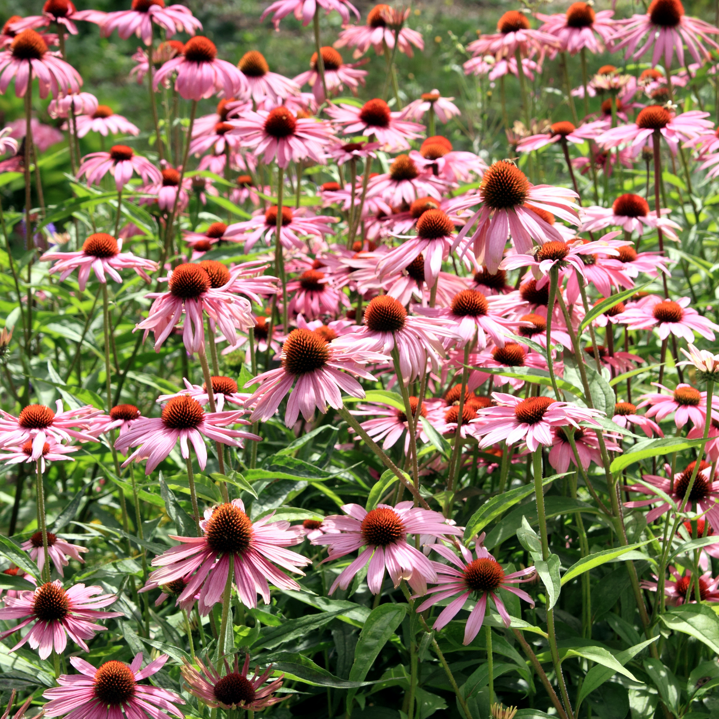 Witchy Pooh's Echinacea Purpurea Loose Leaf Herbal Tea Unlocking Nature's Warrior Within Caffeine Free