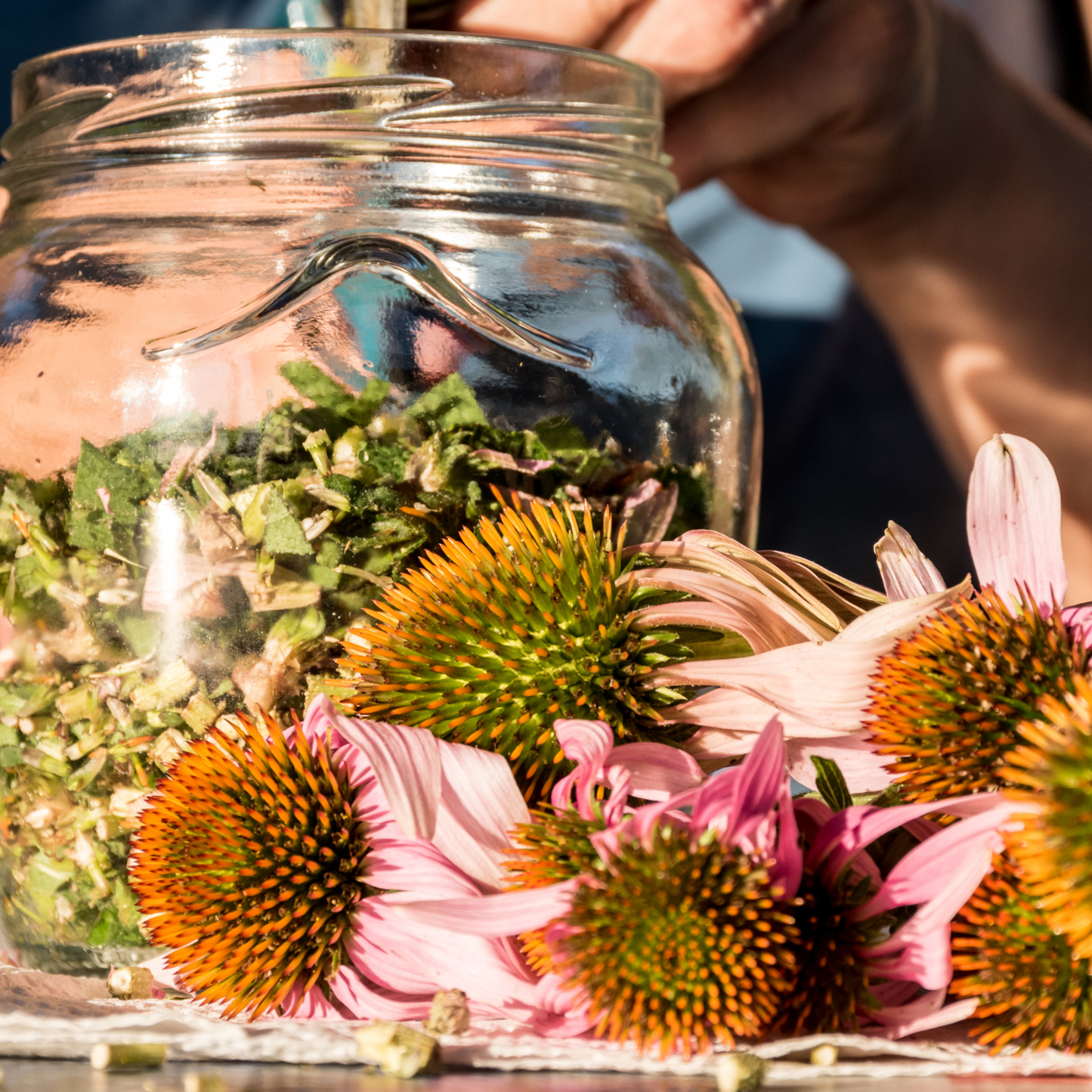 Witchy Pooh's Echinacea Purpurea Loose Leaf Herbal Tea Unlocking Nature's Warrior Within Caffeine Free