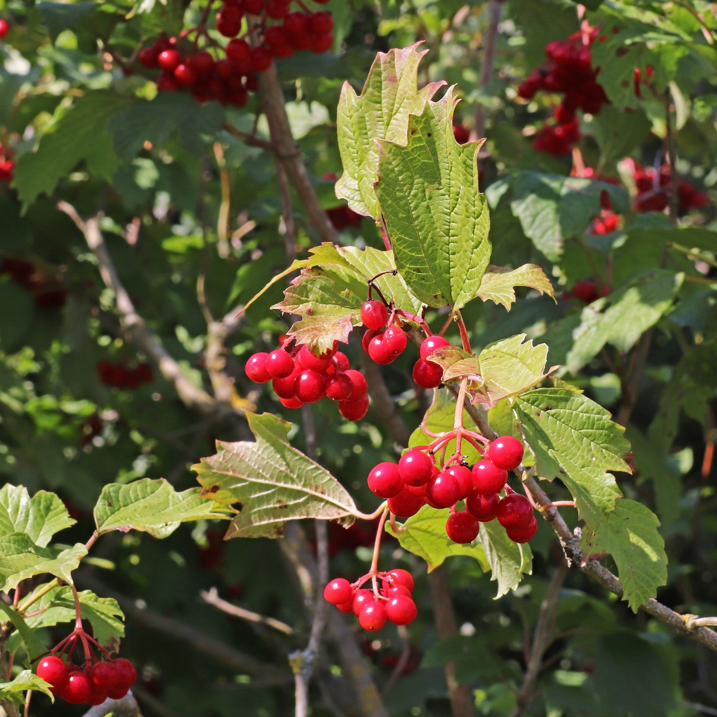 Witchy Pooh's Hawthorn Berries For Rituals to Guide The Deceased to the Afterlife and Connection to the Fairy Realm