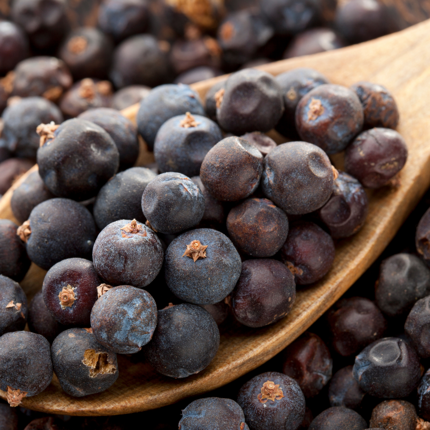 Witchy Pooh's Juniper Berries For Simmer Pots, Cooking and  Rituals to Ward Off Negativity