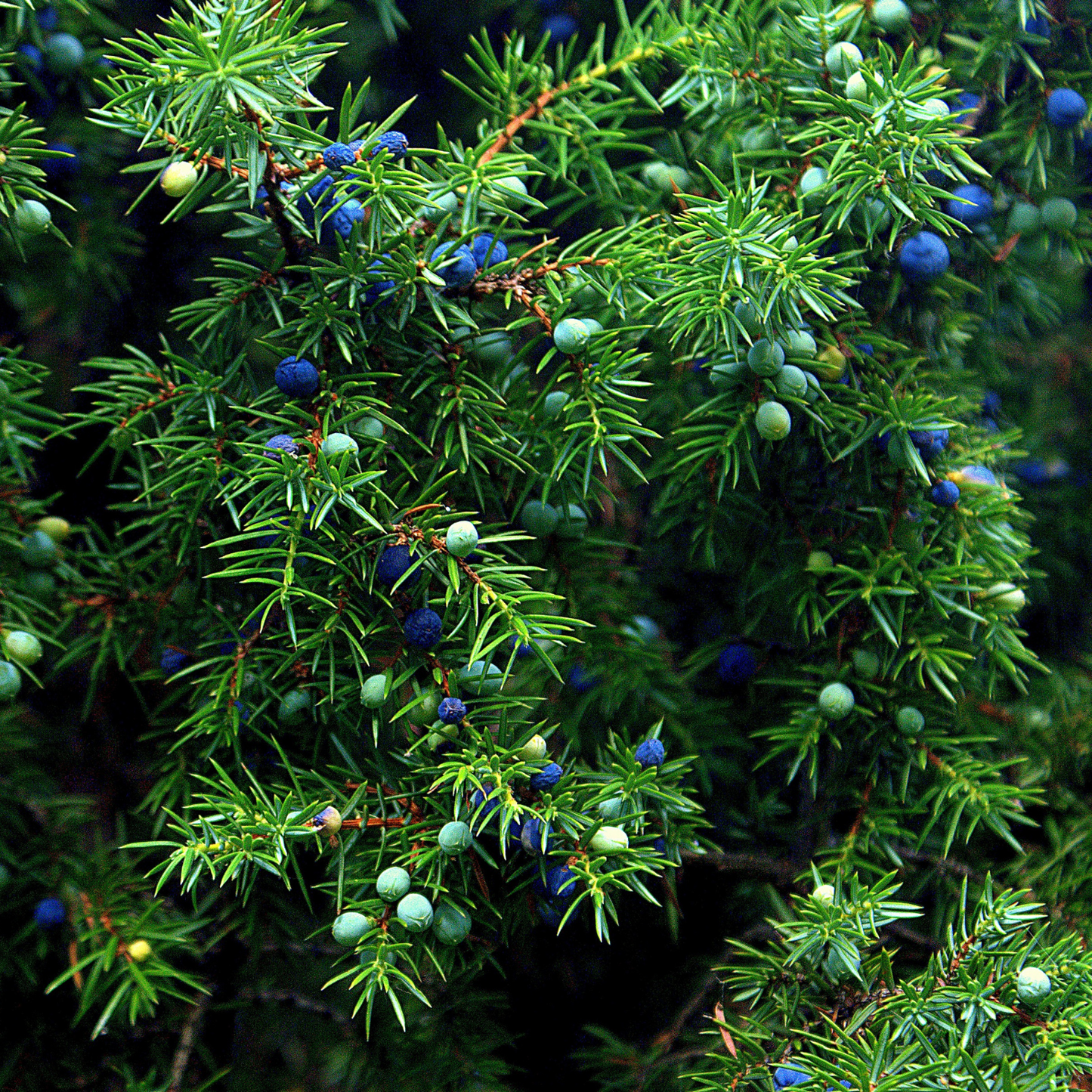 Witchy Pooh's Juniper Berries For Simmer Pots, Cooking and  Rituals to Ward Off Negativity