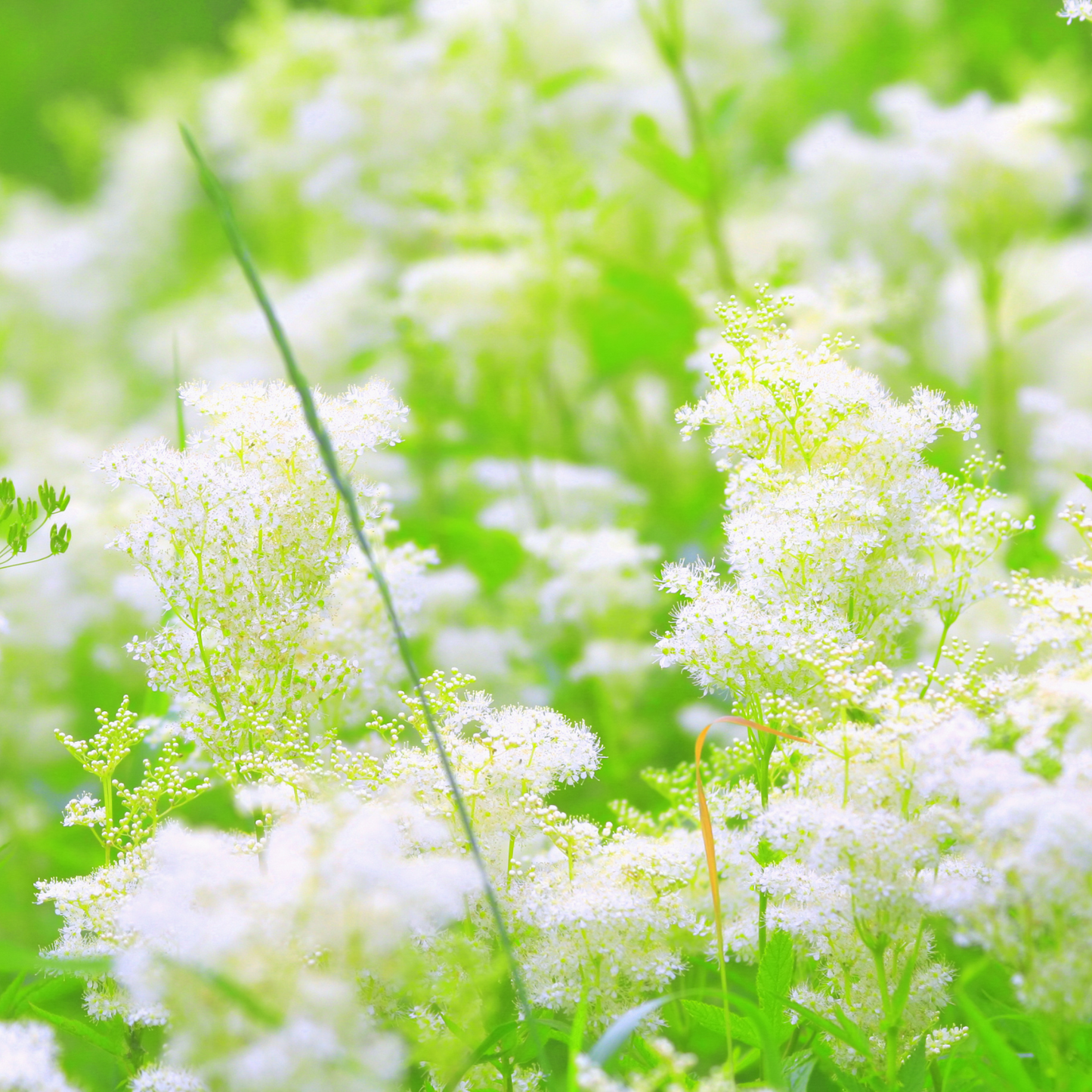 Witchy Pooh's Meadowsweet Herb Symbolizes Healing, Peace, Mind and Body