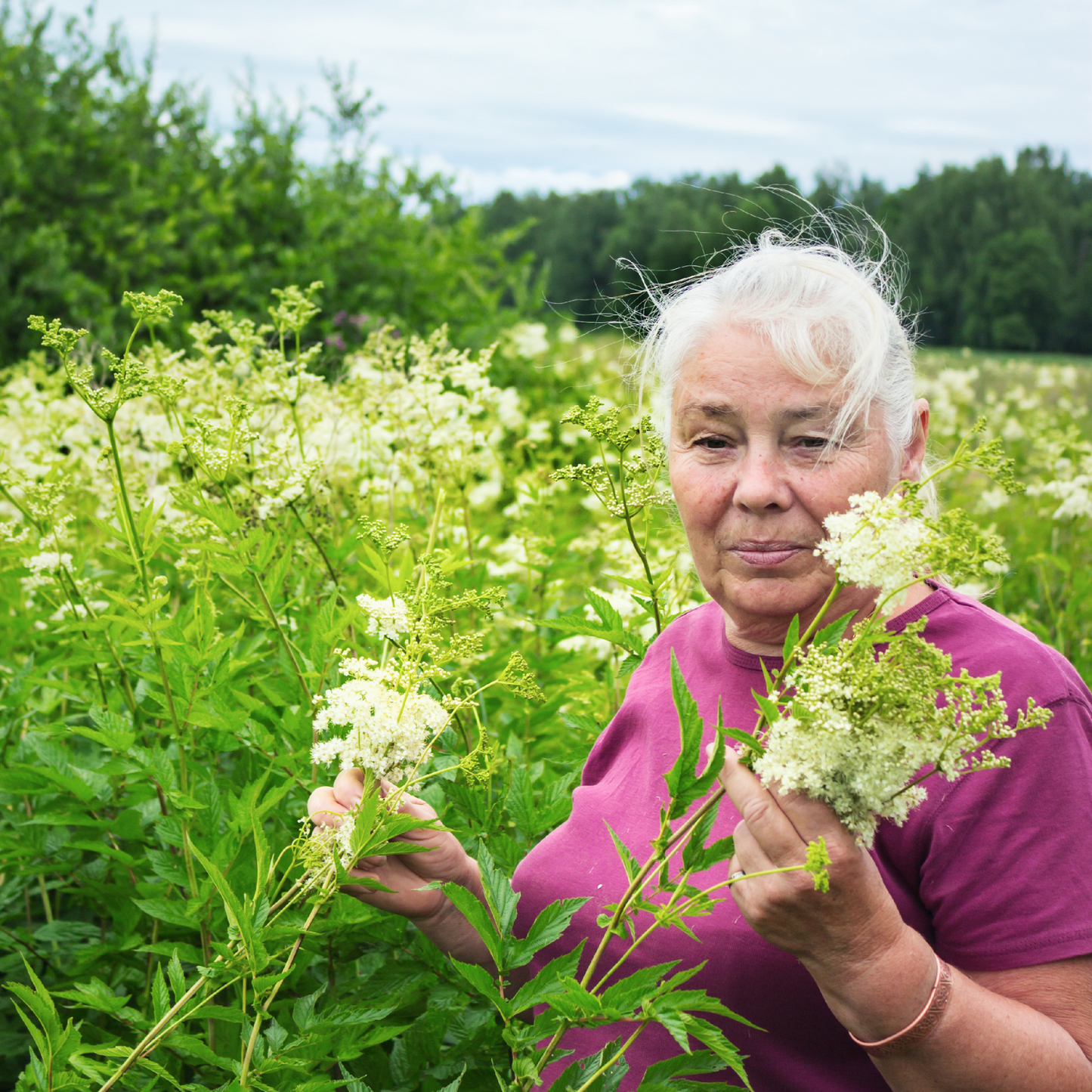 Witchy Pooh's Meadowsweet Herb Symbolizes Healing, Peace, Mind and Body