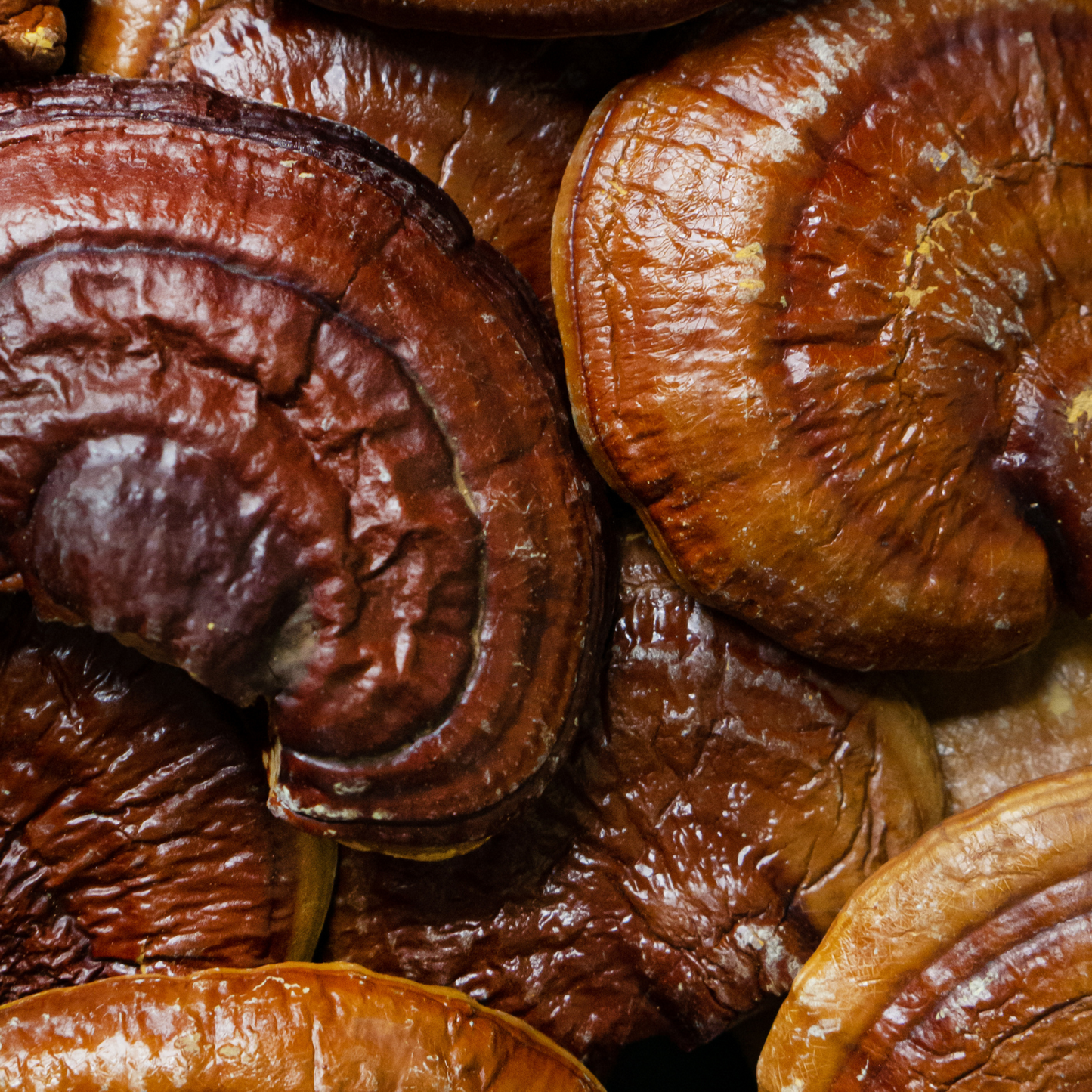 Witchy Pooh's Reishi Red Mushrooms Large Whole Mushrooms For Apoptogenic Properties, Cooking, Teas and Smoothies