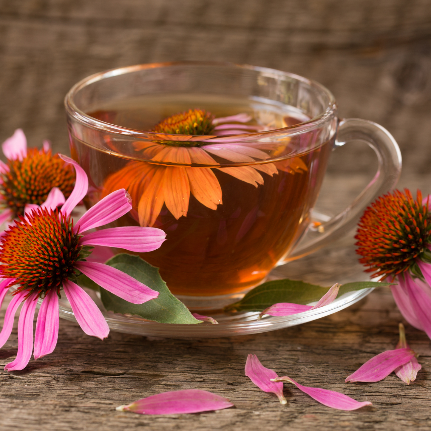 Witchy Pooh's Echinacea Purpurea Loose Leaf Herbal Tea Unlocking Nature's Warrior Within Caffeine Free