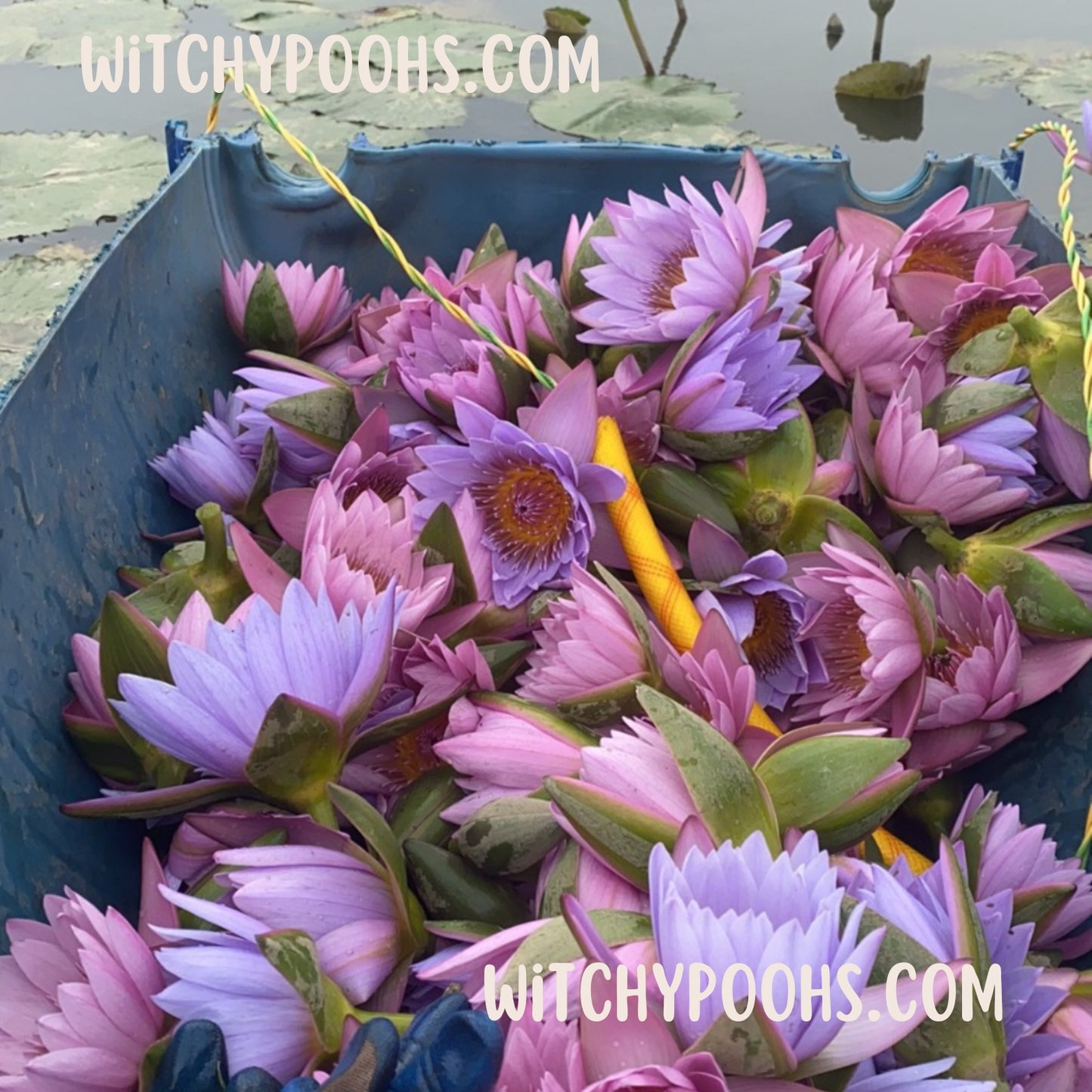 Witchy Pooh's Lotus Flowers, Whole Flowers Blue and Yellow For Tea, Sleep Aid and Enlightenment Rituals